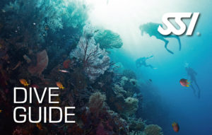 Kurs Dive Guide